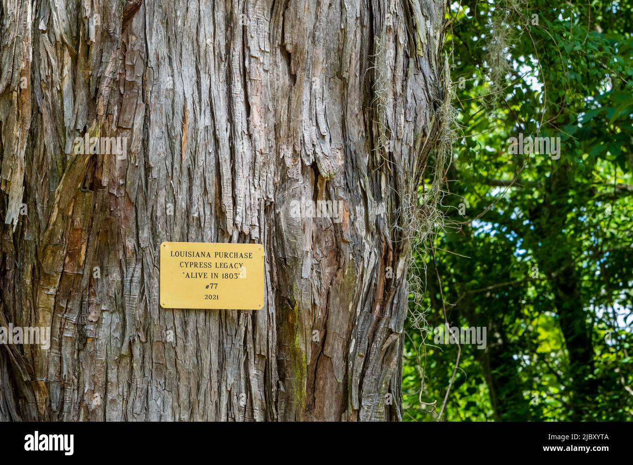 Historic marker on trunk of old cypress tree in Palmetto Island State Park, Louisiana, USA Stock Photo