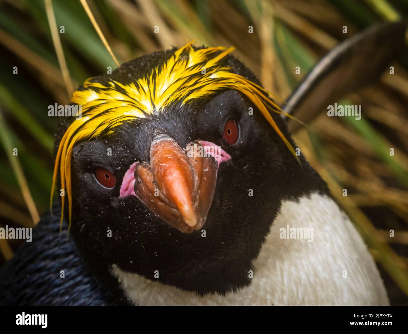 Macaroni Penguin (Eudyptes chrysolophus) in the tussock grass at Cooper Bay, South Georgia Stock Photo