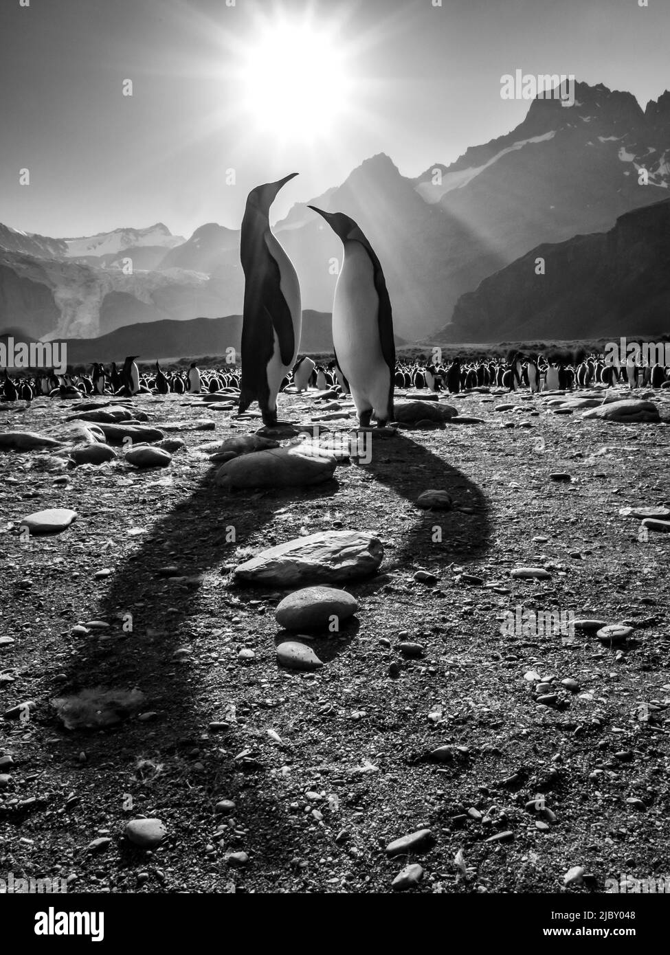 Black & White, King Penguins (Aptenodytes patagonicus) cast long shadows at Gold Harbor, South Georgia Stock Photo