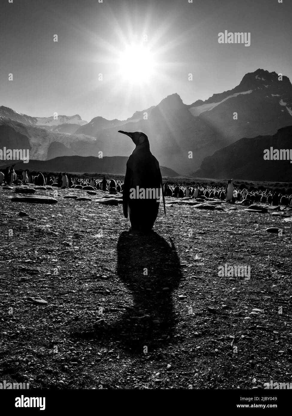 Black & White, King Penguins (Aptenodytes patagonicus) cast long shadows at Gold Harbor, South Georgia Stock Photo