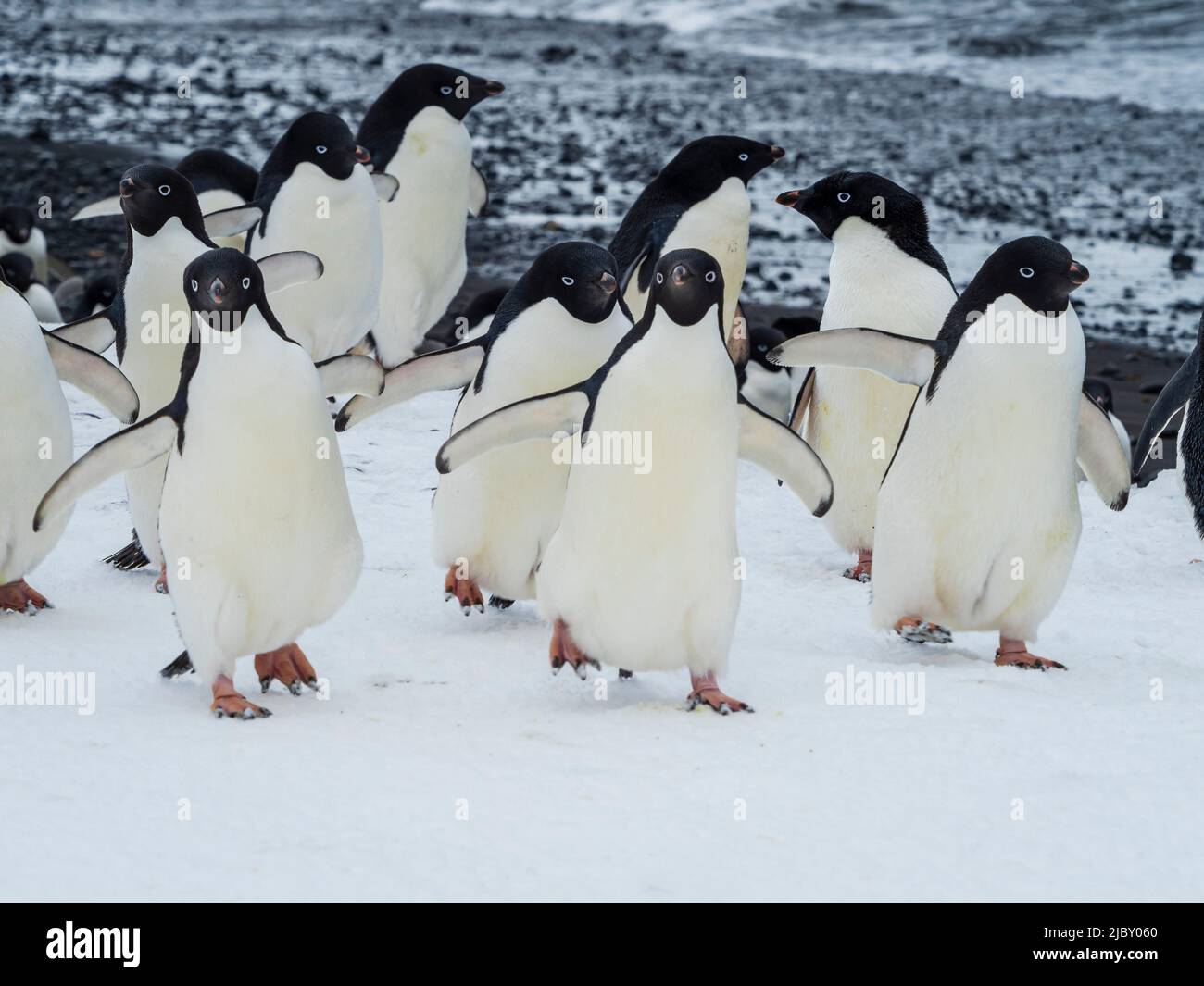 March of the Penguins, Adelie penguins (Pygoscelis adeliae) at Brown Bluff, Antarctic Peninsula Stock Photo