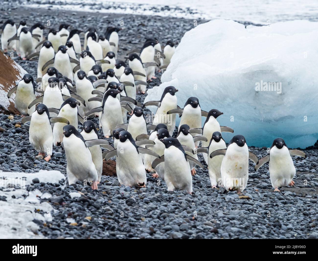 March of the Penguins, Adelie penguins (Pygoscelis adeliae) at Brown Bluff, Antarctic Peninsula Stock Photo