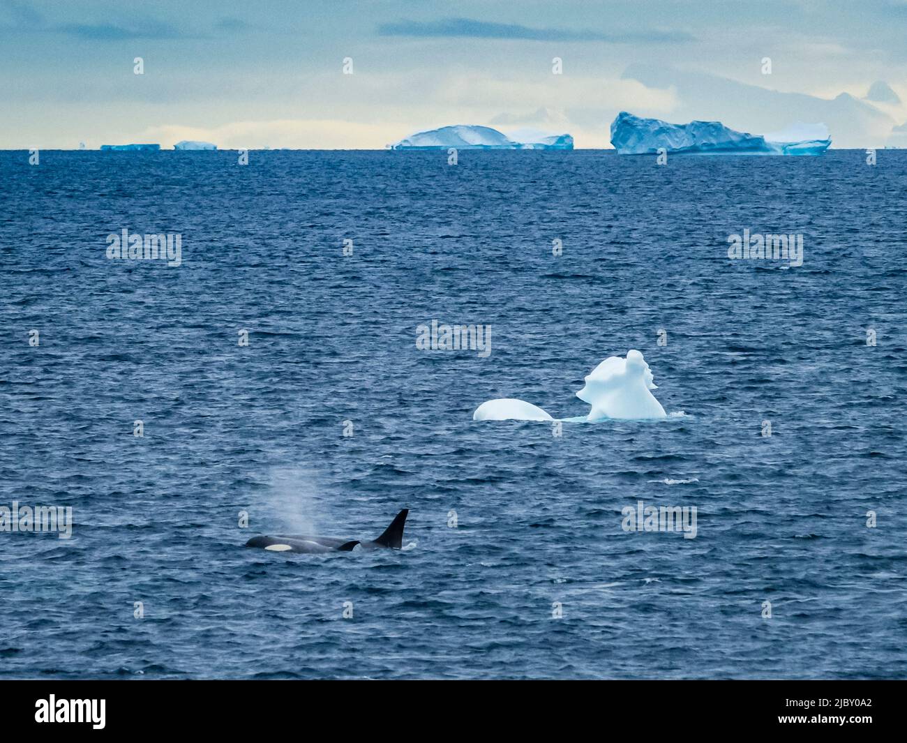 Type B Killer Whales (Orcas Ocina) In Gerache Strait, Antarctica Stock ...