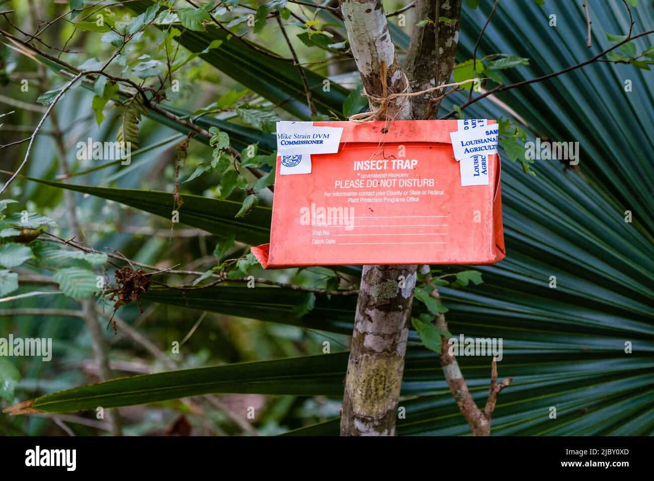 PALMETTO ISLAND, LA, USA - JUNE 4, 2022: Insect trap belonging to Louisiana Department of Agriculture tied to a tree in Palmetto Island State Park Stock Photo