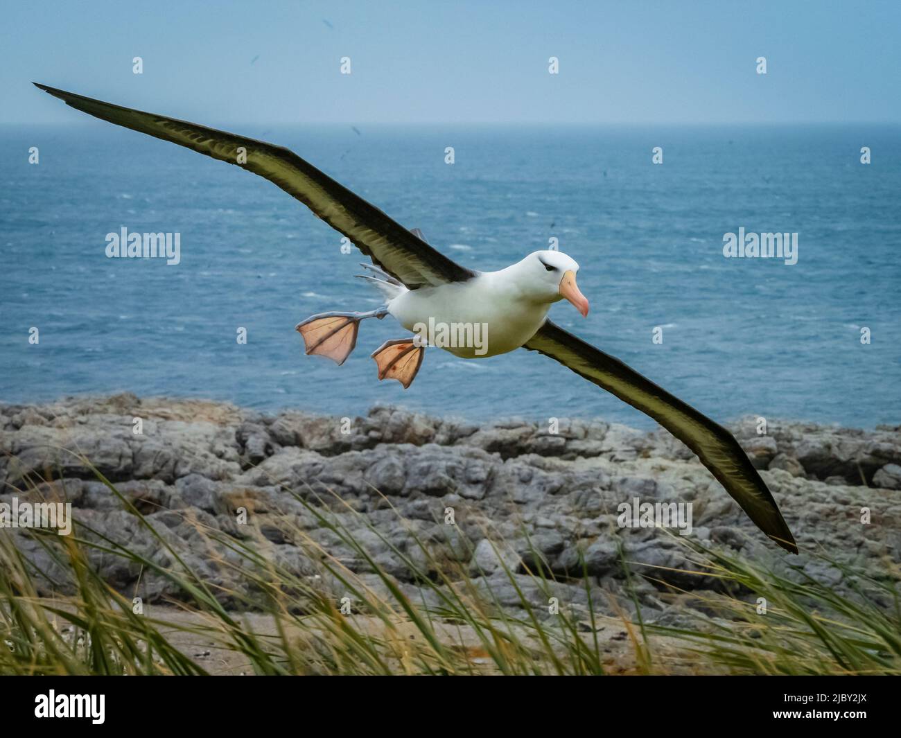 Black-browed Albatross (Thalassarche melanophris) on Steeple Jason Island, Falkland Islands Stock Photo