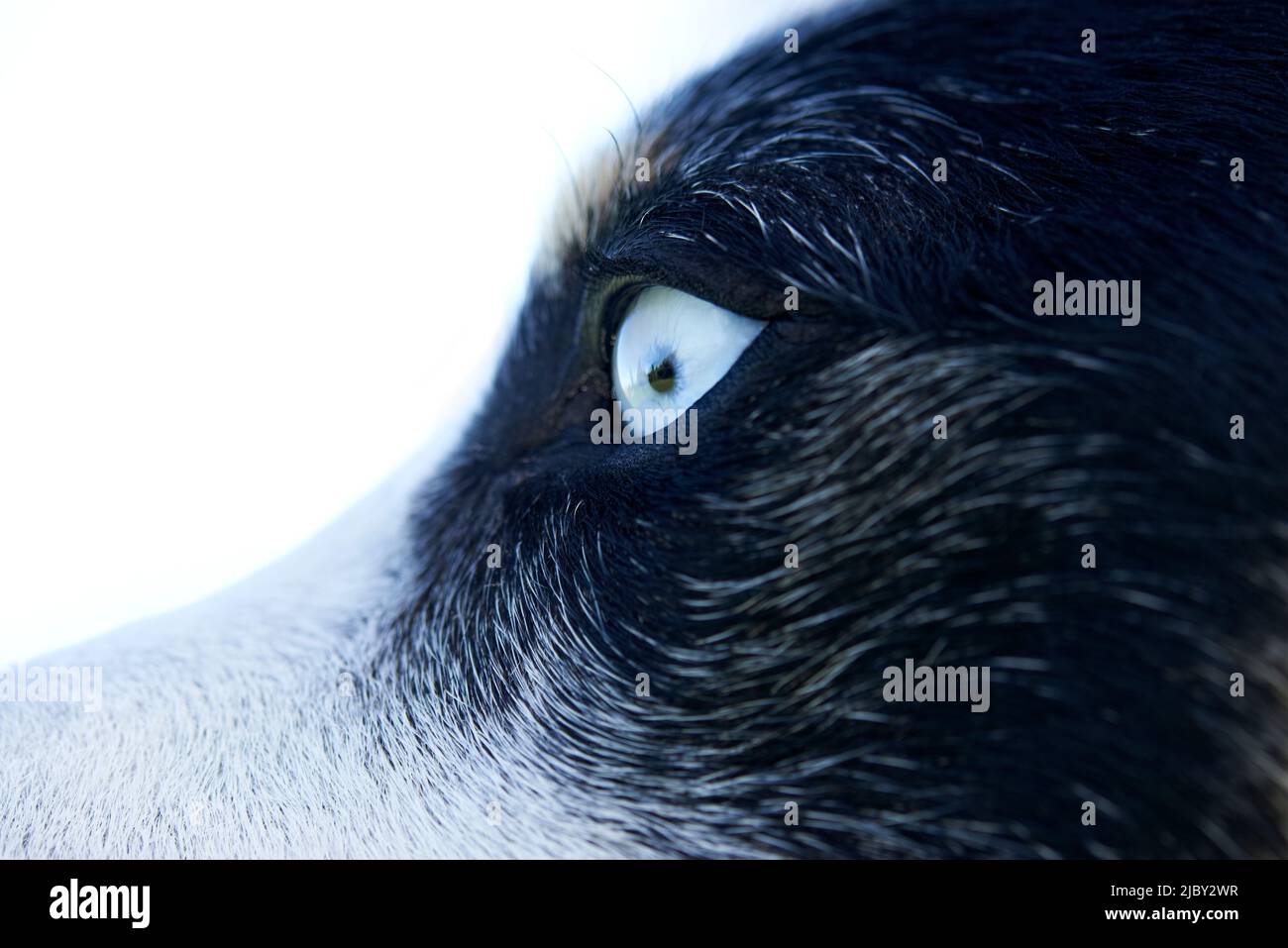 Closeup of blue eye of black and white dog Stock Photo