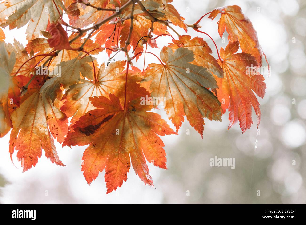 Colorful leaves and trees during Autumn season Stock Photo - Alamy