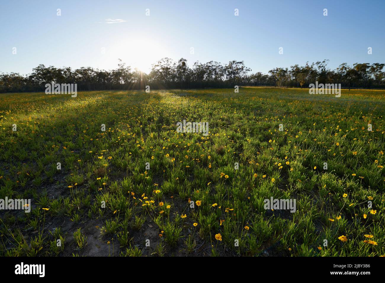 Afternoon sun shining on field of yellow flowers Stock Photo