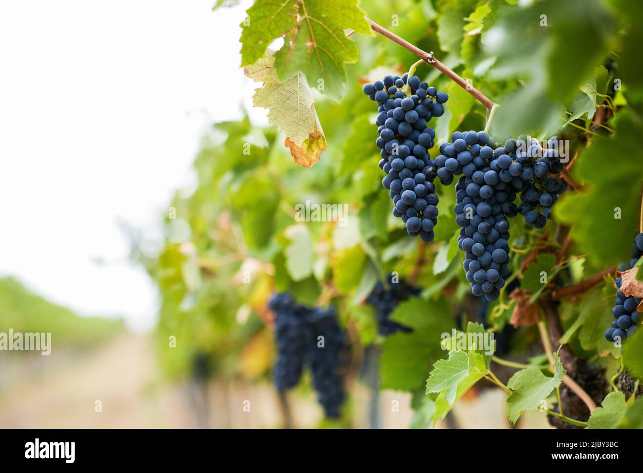 Purple grapes hanging from grapevines in vineyard Stock Photo