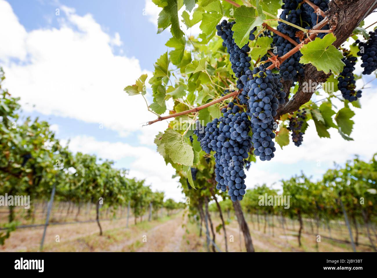 Purple grapes hanging from grapevines in vineyard Stock Photo