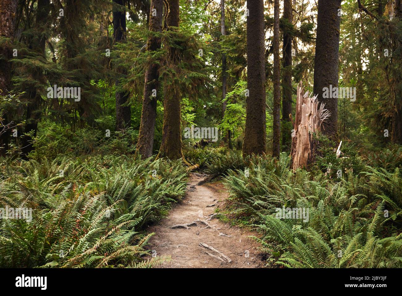 Hikers POV with lush green ferns on either side of trail in the Hoh Rain Forest National Park on the Olympic Peninsula in Washington State Stock Photo