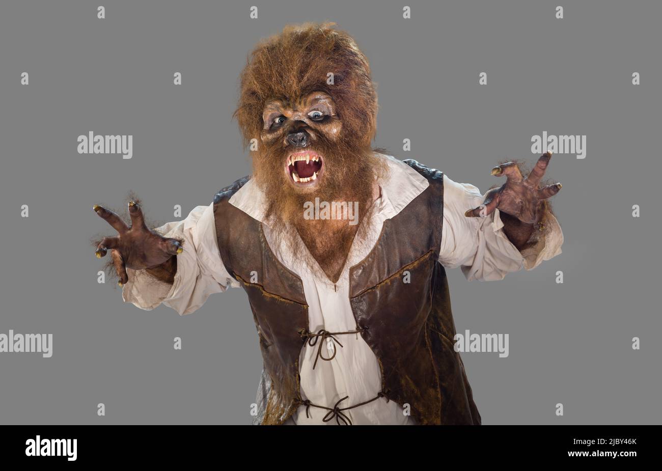 Portrait of a Werewolf Wolfman screaming and showing fangs. Man in Halloween costume on gray background Stock Photo