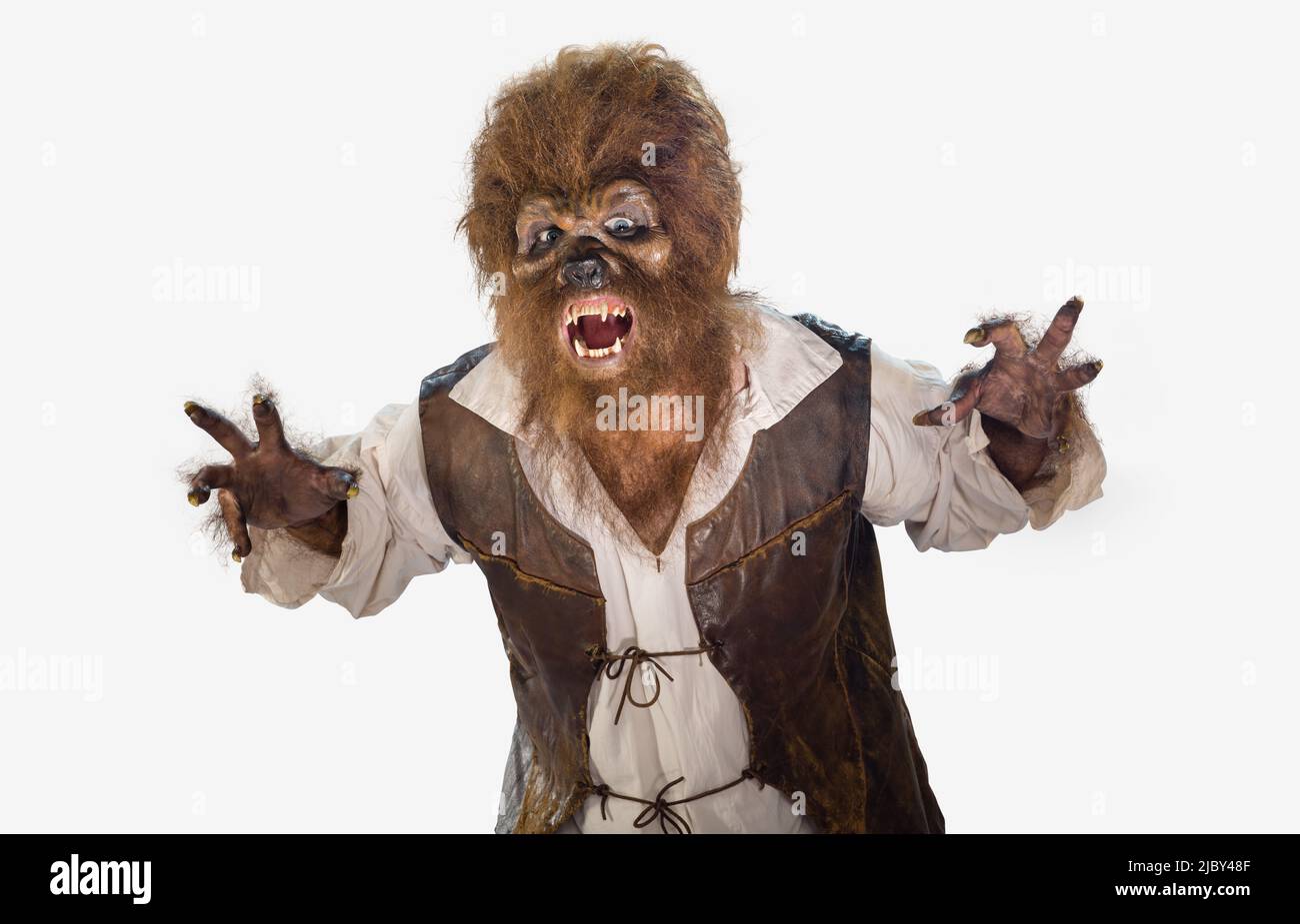 Portrait of a Werewolf Wolfman screaming and showing fangs. Man in Halloween costume on white background Stock Photo