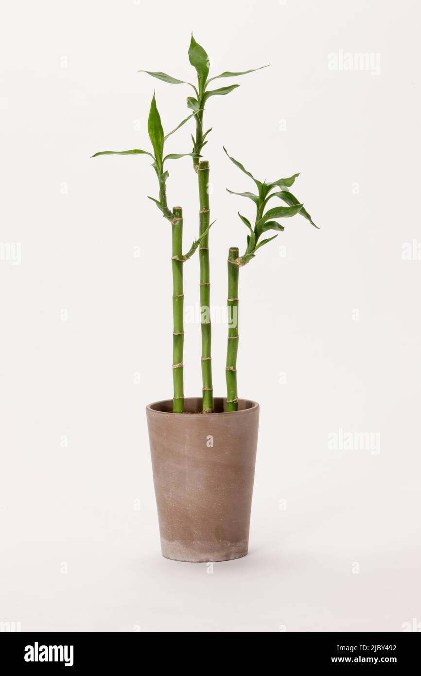 Still life of bonsai bamboo against white background. Stock Photo