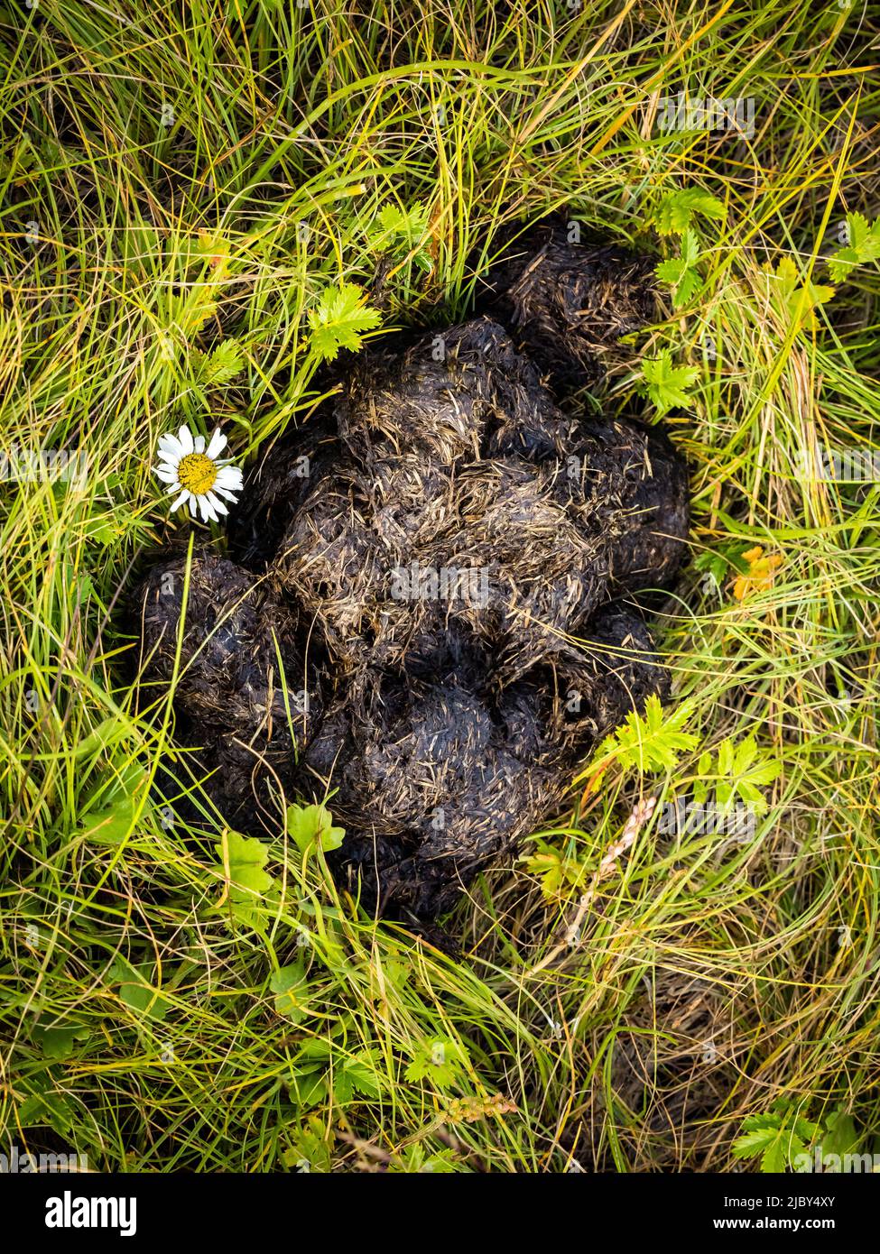 Bear Scat and Daisy, Droppings of Coastal Brown Bear (Ursus arctos
