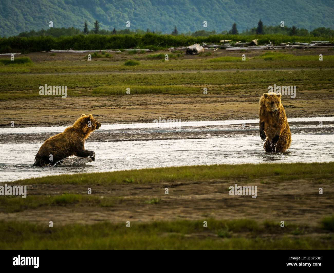 r brown confronts younger bear, Coastal Brown Bears (Ursus arctos horribilis) chasing salmon in Hallo Creek, Katmai National Park and Preserve, Alaska Stock Photo