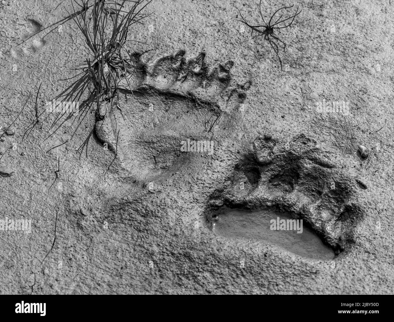 Black & White, Bear tracks in mud, Coastal Brown Bears (Ursus arctos horribilis) at Hallo Bay, Katmai National Park and Preserve, Alaska Stock Photo