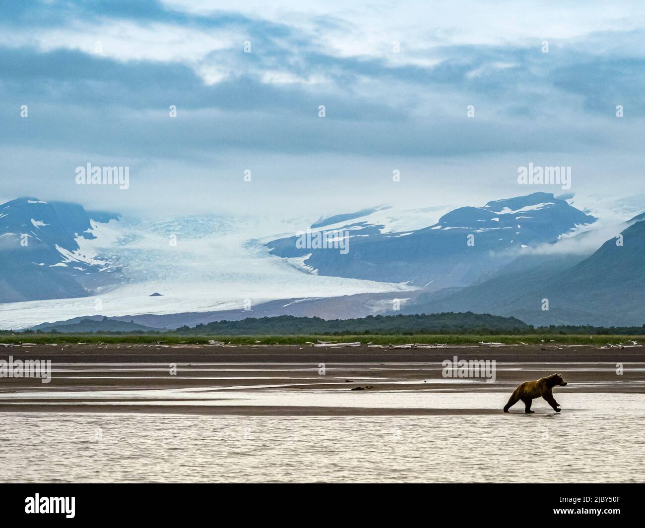 rovides background for Coastal Brown Bear (Ursus arctos horribilis) chasing salmon at low tide in Hallo Bay, Katmai National Park and Preserve, Alaska Stock Photo