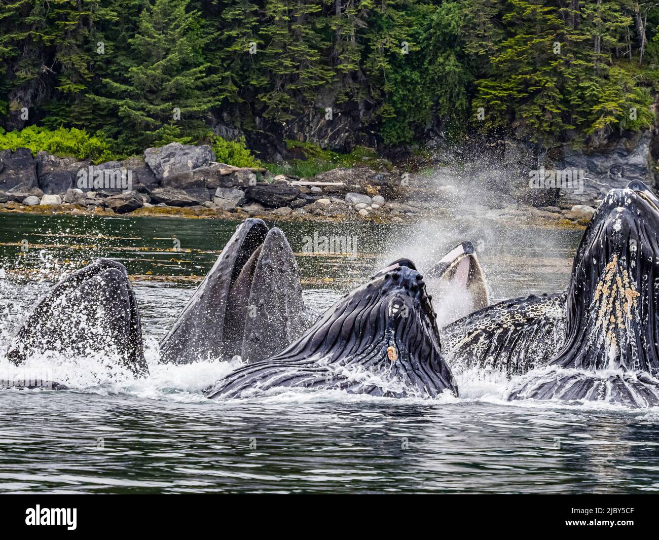 Open mouths, Feeding Humpback Whales (Megaptera novaeangliae) in Chatham Strait, Alaska's Inside Passage Stock Photo