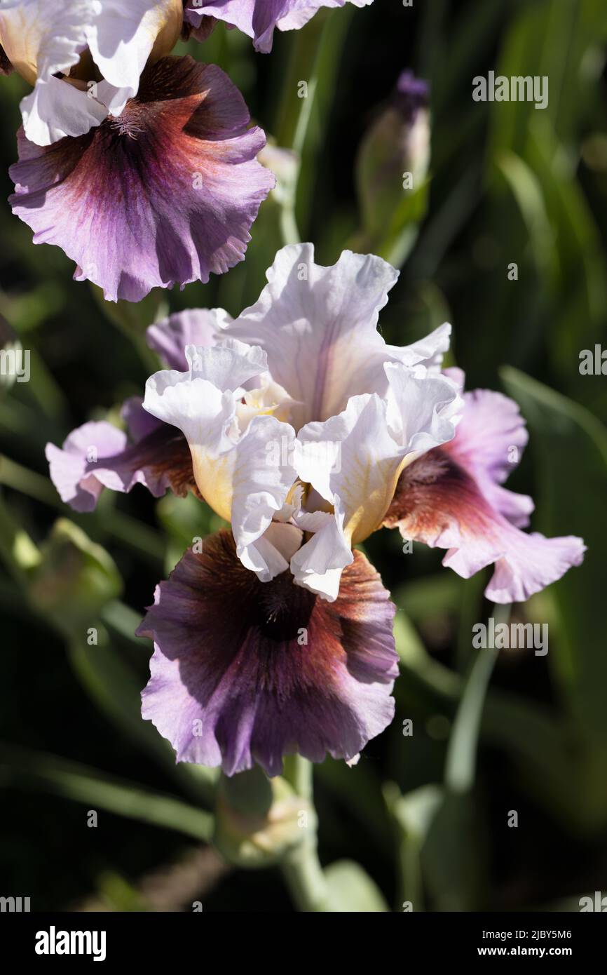 Iris 'Heart of Hearts' Stock Photo Alamy