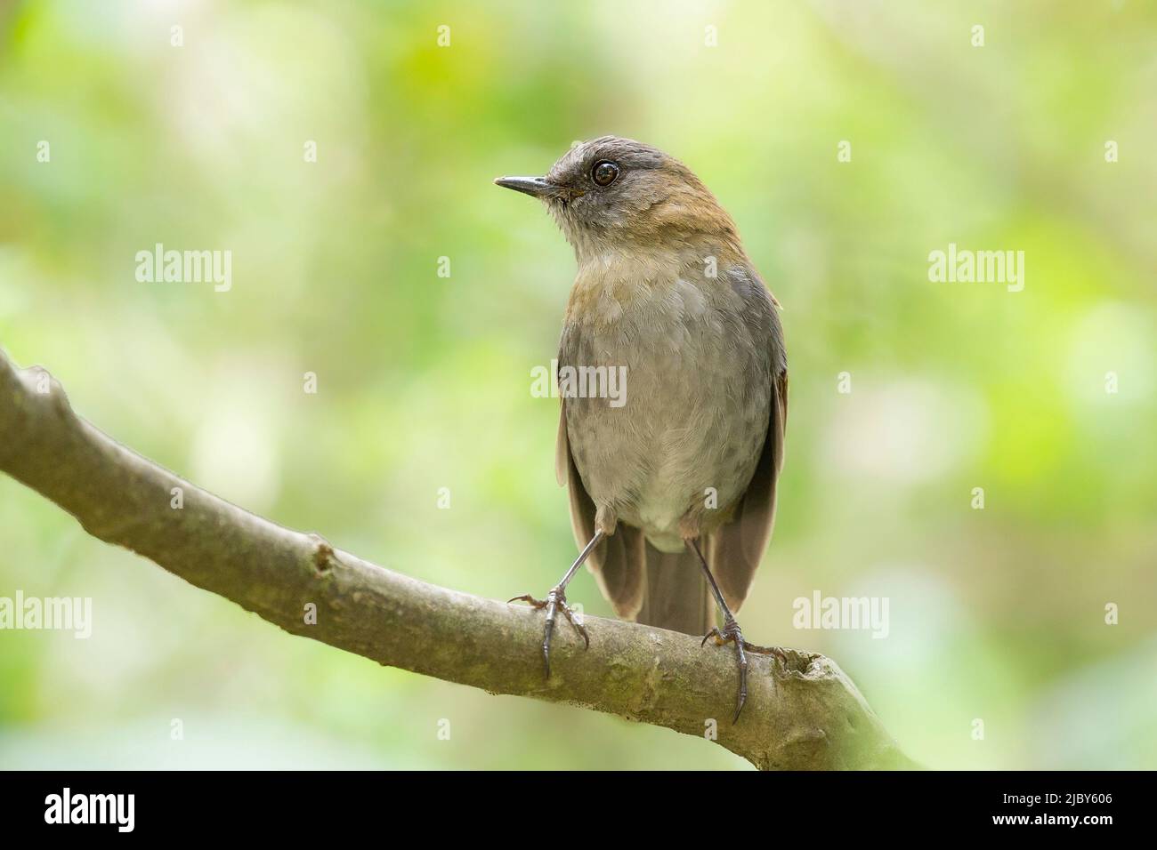 The black-billed Nightingale-Thrush (Catharus gracilirostris) is endemic to Costa Rica and western Panama. Stock Photo