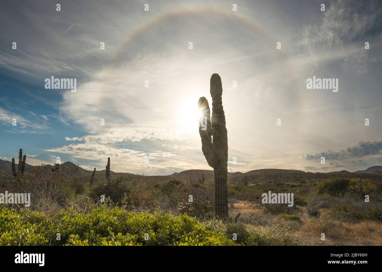 A sunburst peeks from behind a cardon cactus with a rainbow halo. Baja California Sur landscape on Isla Magdalena. Stock Photo