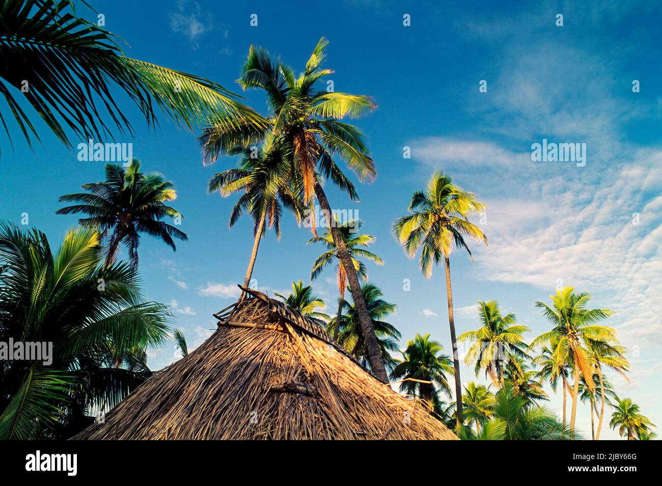 Traditional Fijian Hut with thatched roof among palm trees and blue sky above Stock Photo