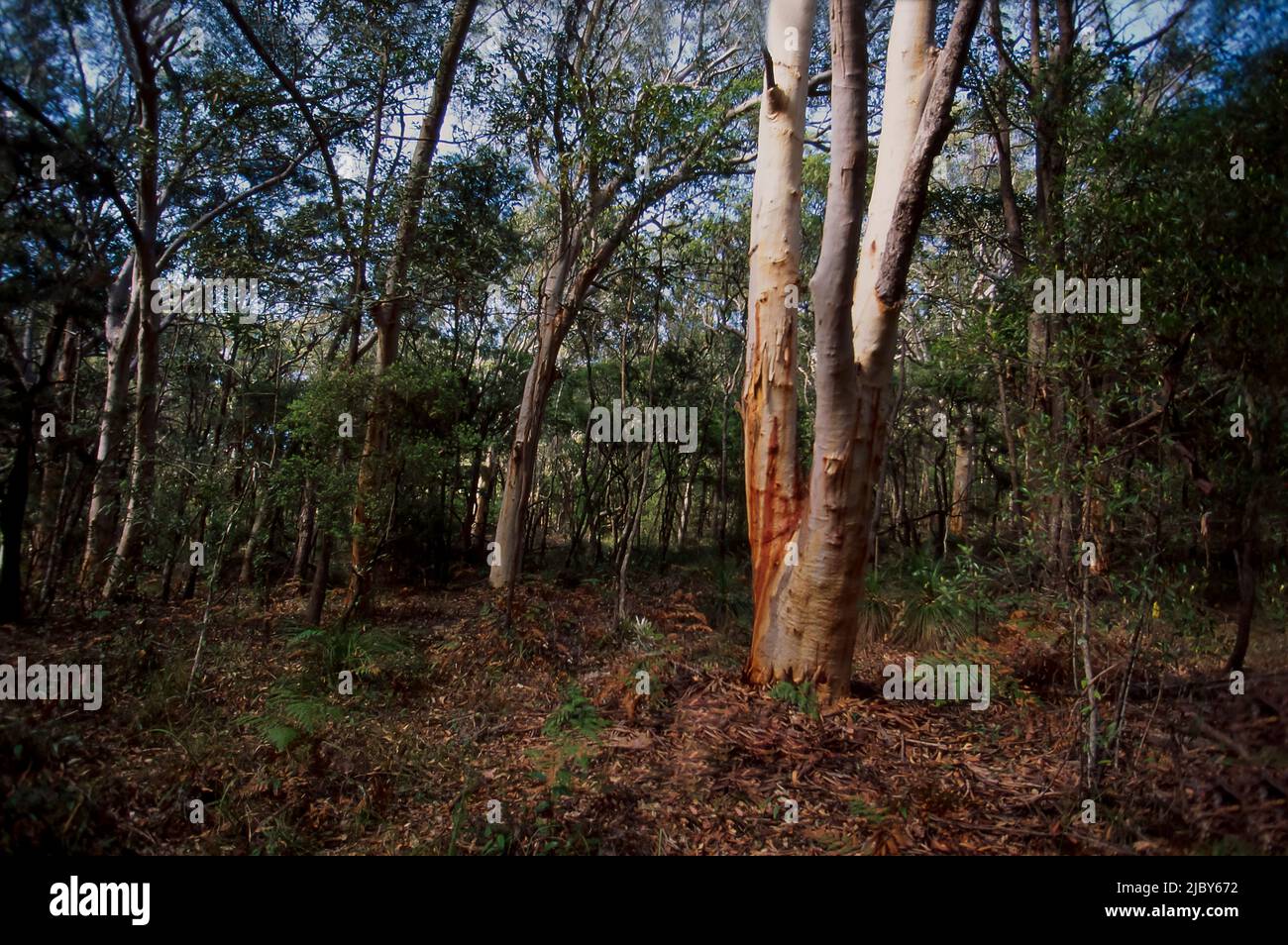 Various native plants and trees in Australian bushland Stock Photo Alamy