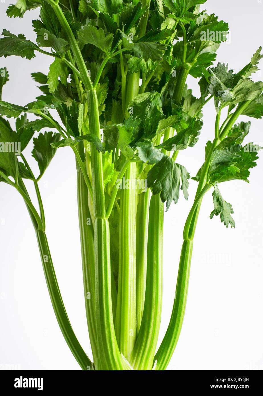 Complete bunch of celery Stock Photo Alamy
