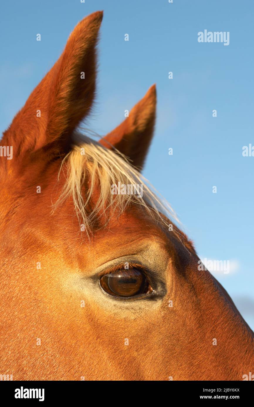 Horses ears close up hires stock photography and images Alamy