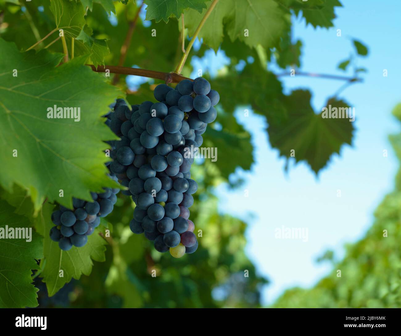 Red green grapes harvesting hi-res stock photography and images - Alamy