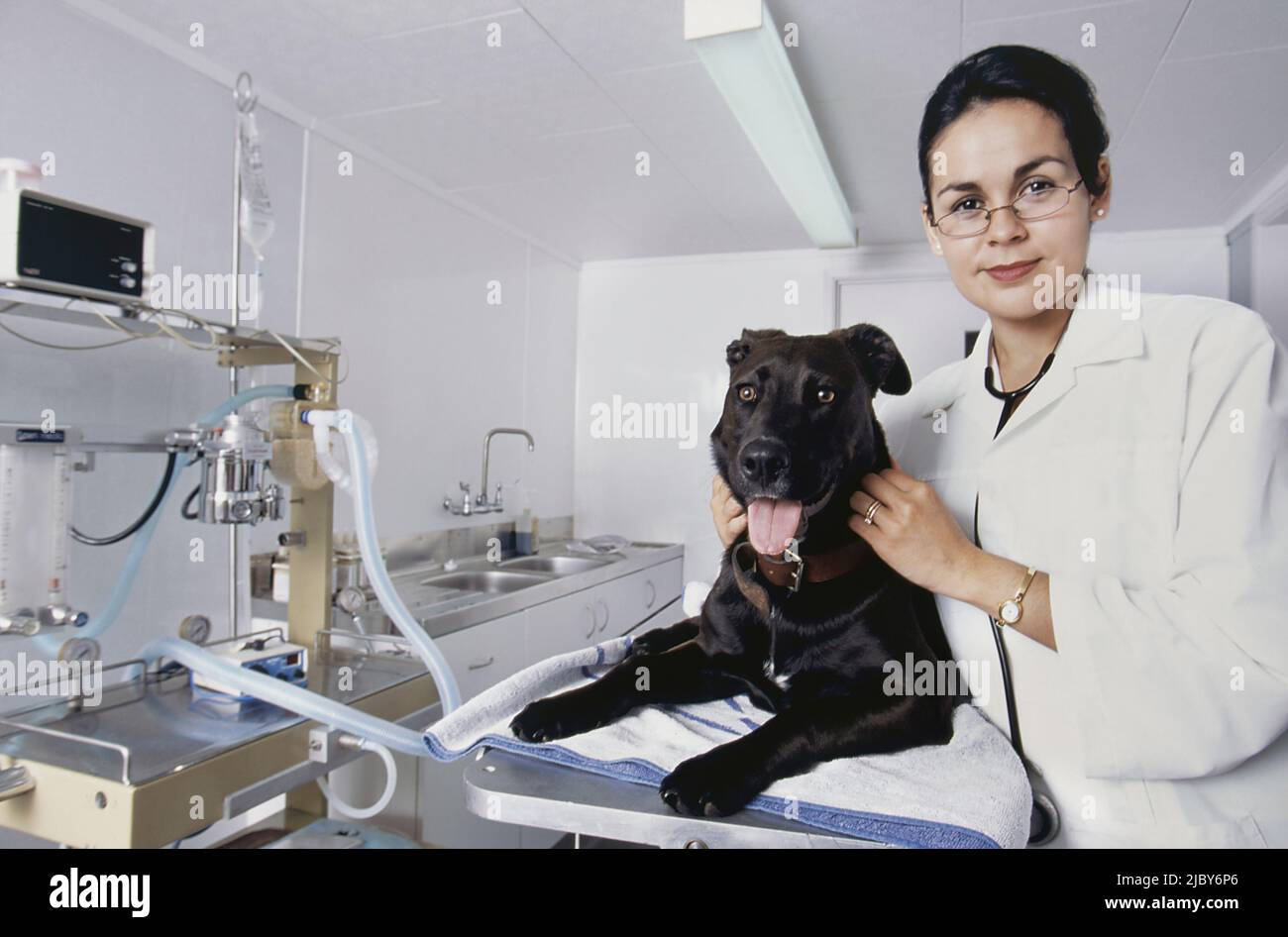 Female vet assessing black dog in clinic Stock Photo - Alamy