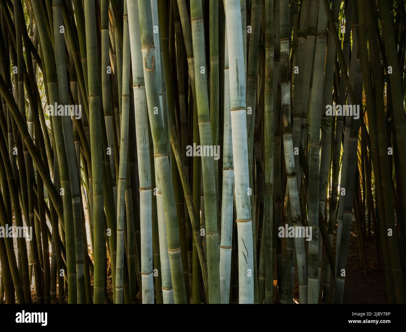 Close up of bamboo hi-res stock photography and images - Alamy