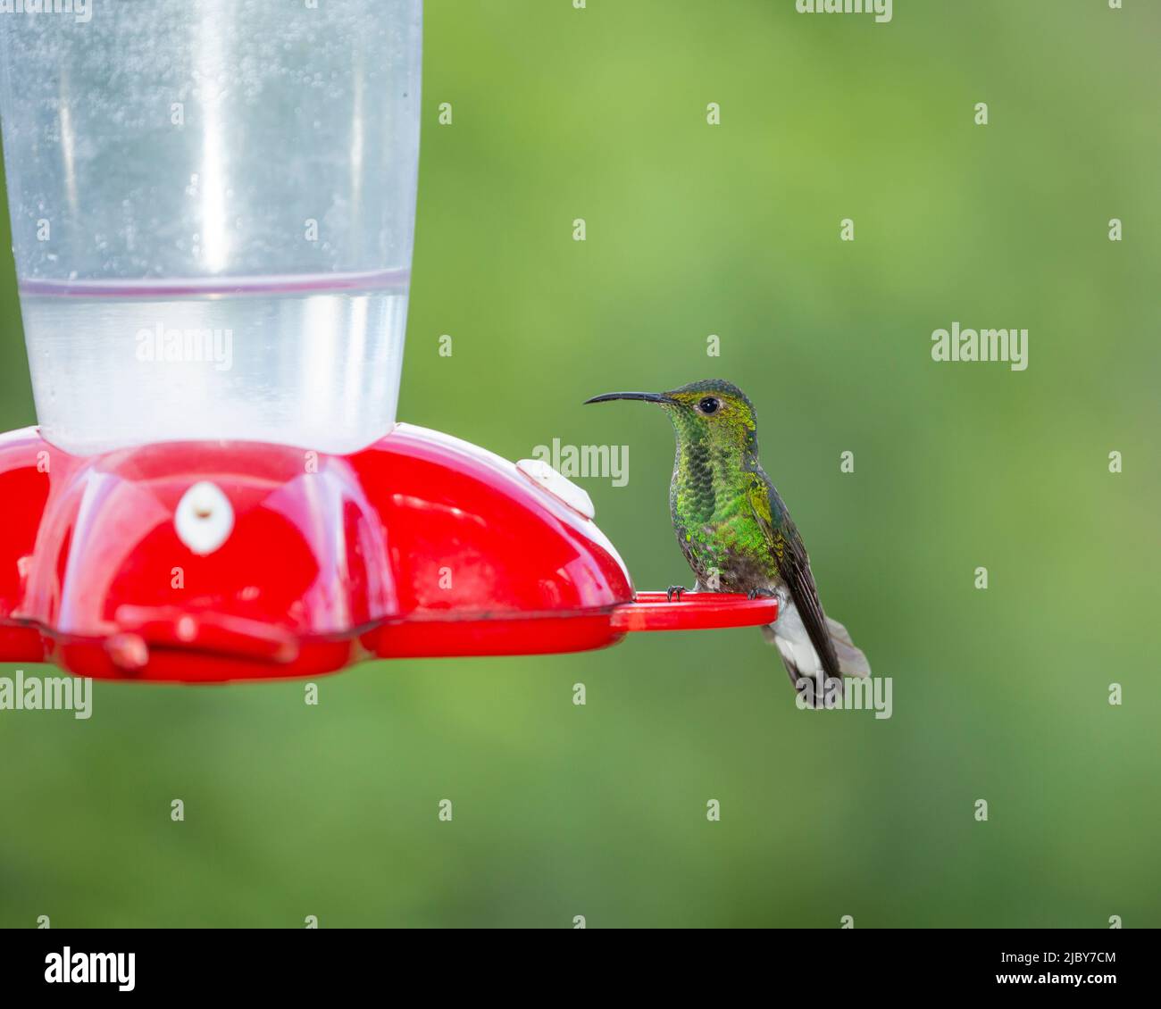 A Coppery-headed Emerald visits a feeder with sugar water. Stock Photo