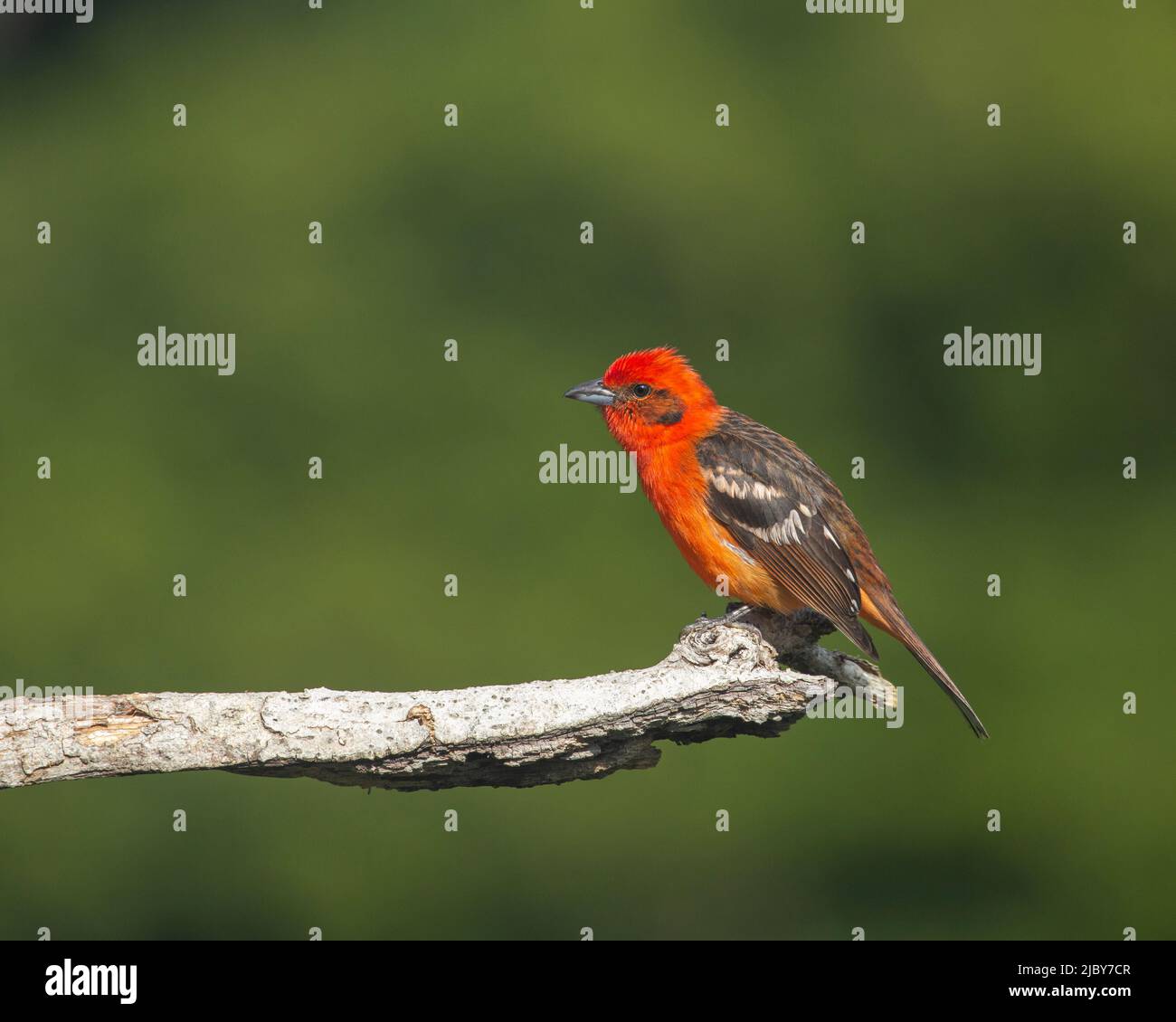 A male Flame-colored Tanager (Piranga bidentata), endemic to mountains of Costa Rica and Western Panama. Stock Photo