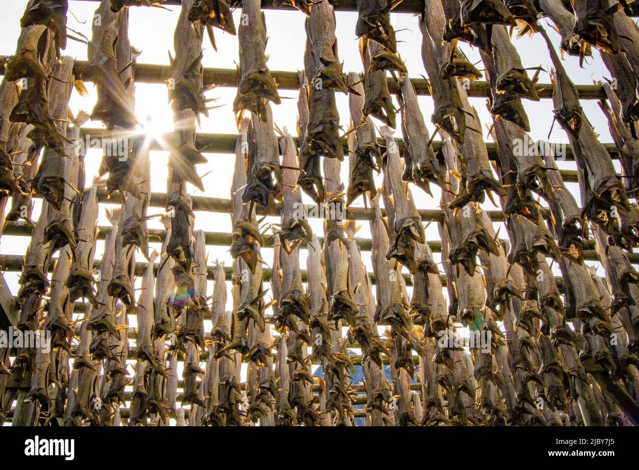 Cod fish drying in racks, Reine Island, Lotofon Islands, Norway Stock