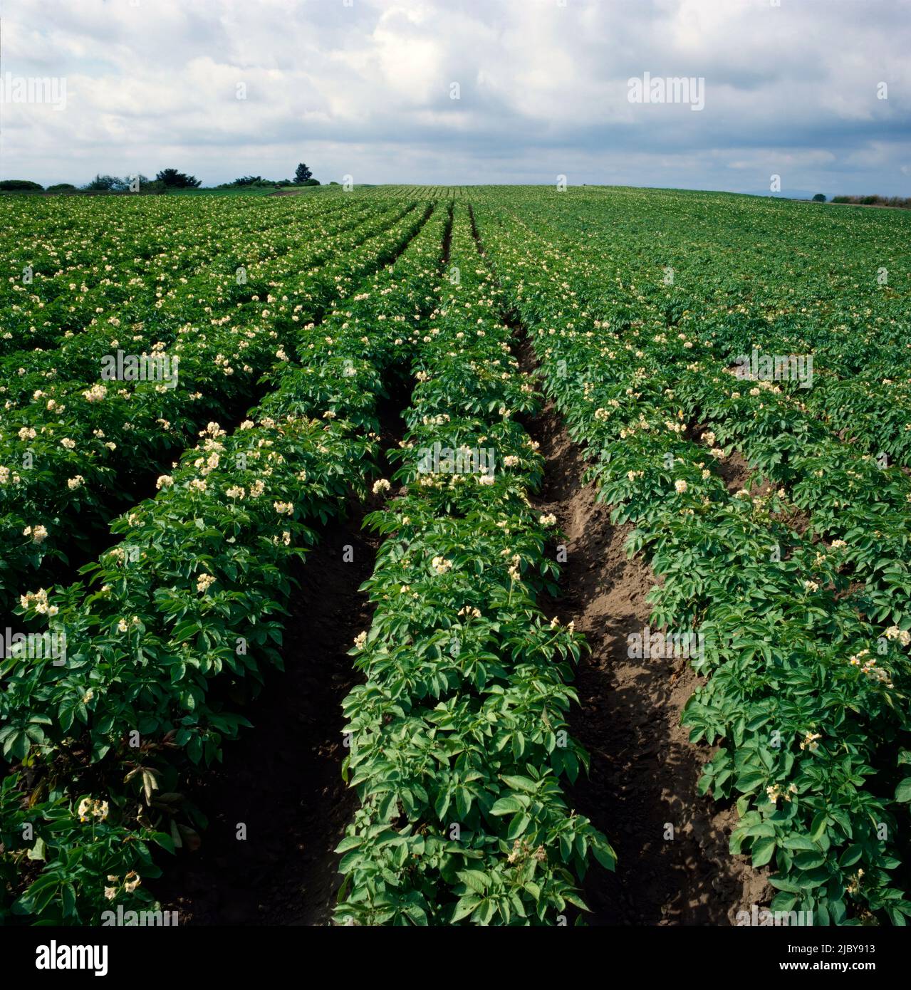 Rows of flowering potato crop Stock Photo Alamy