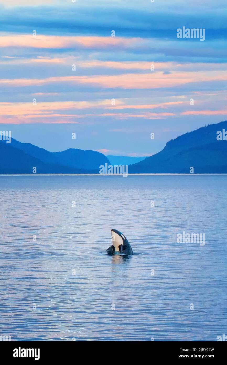 Alaska, Inside Passage, Lindblad, National Geographic, Orca (Orcinus orca) Stock Photo