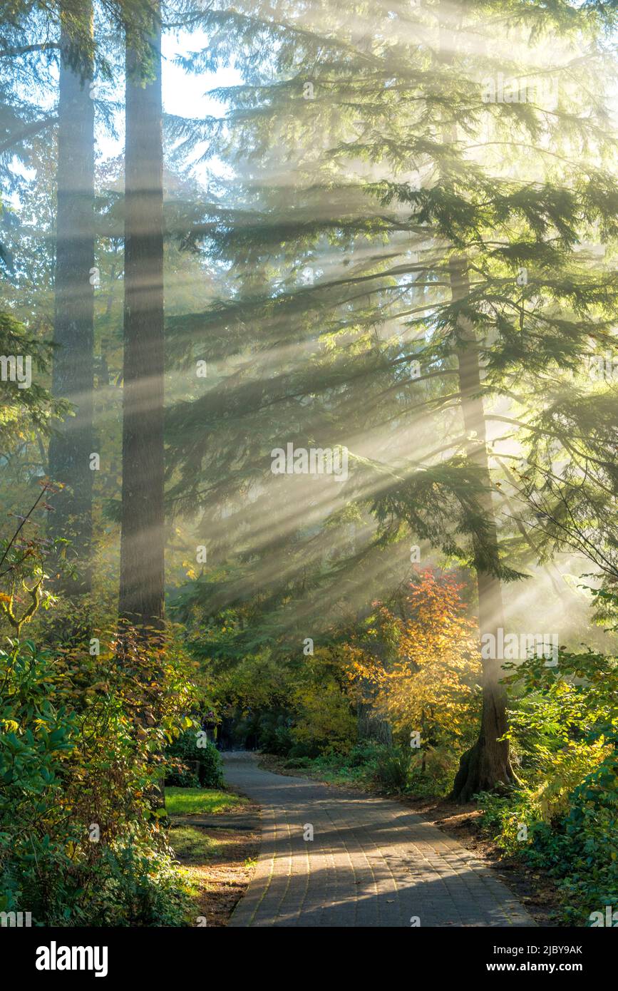 Light beams shining through a forest trail Stock Photo