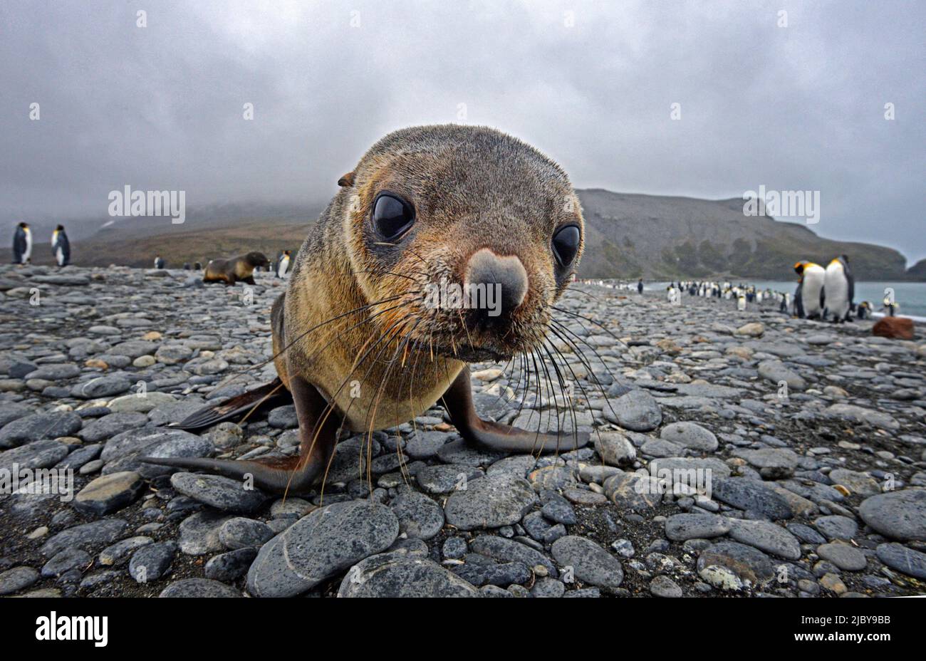 Antarctic Fur seal pup (Arctocephalus gazella) Stock Photo