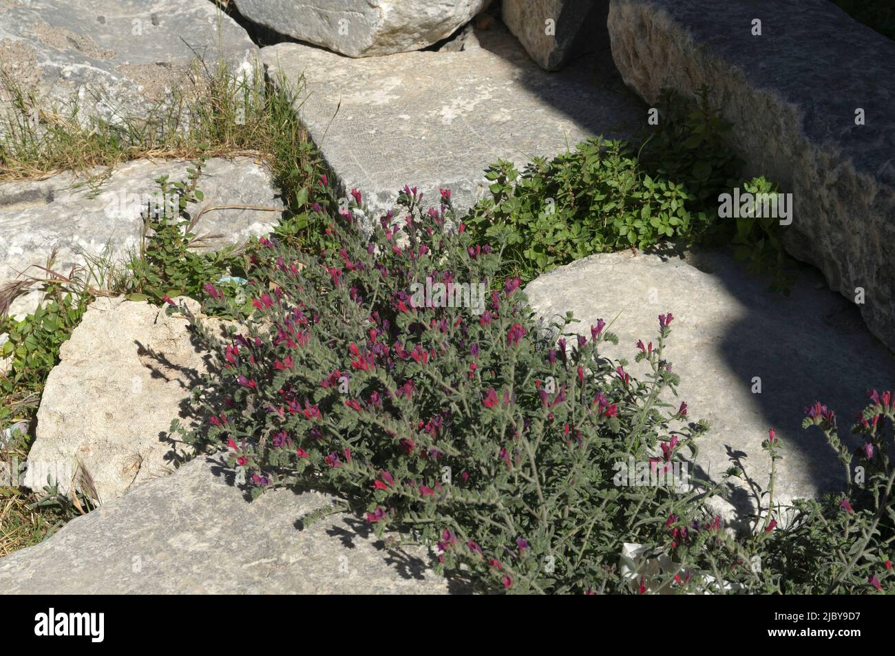 Plant with pink flowers growing between paving stones, Rhodes Town