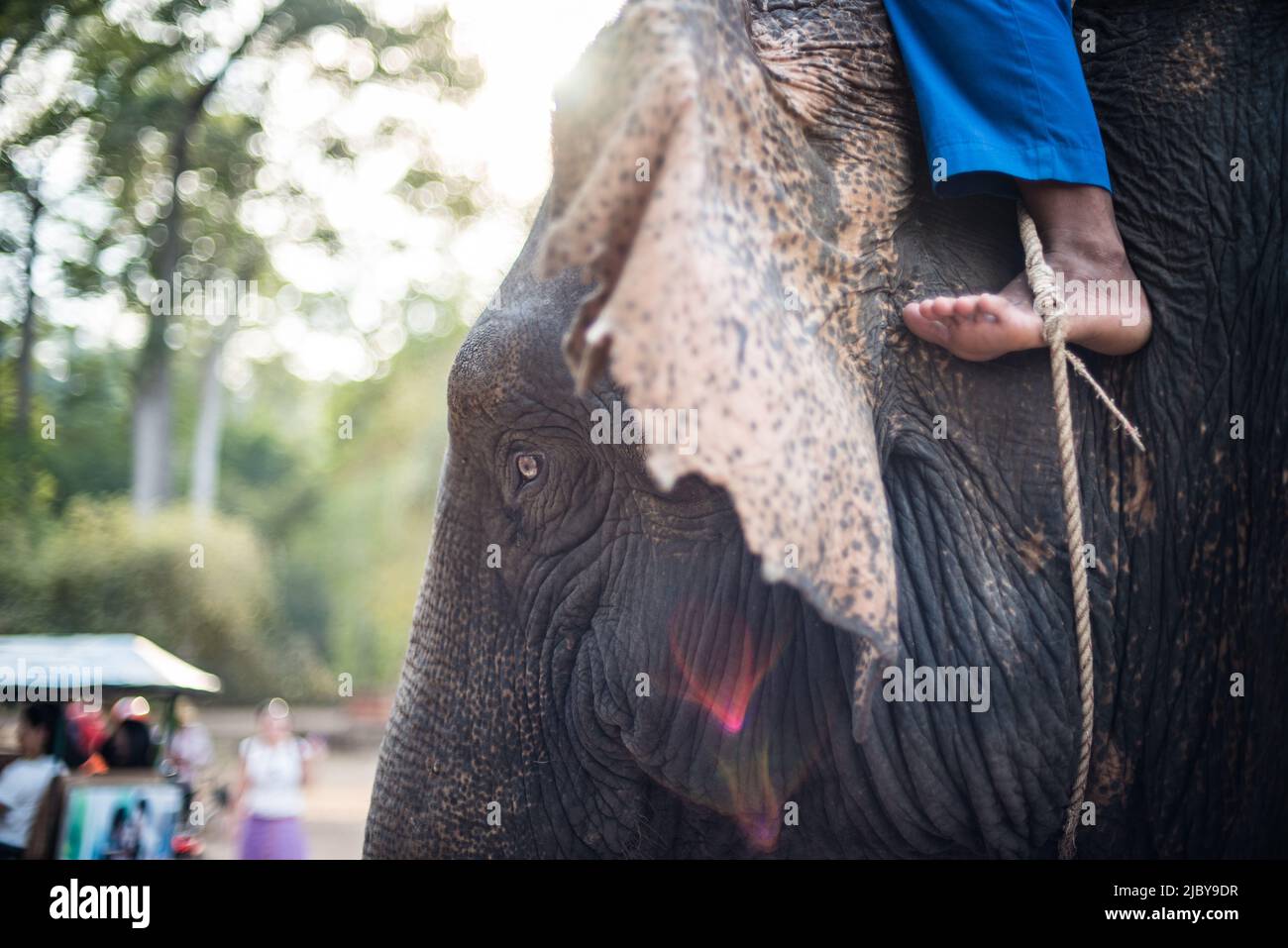 elephant rider, Cambodia Stock Photo - Alamy