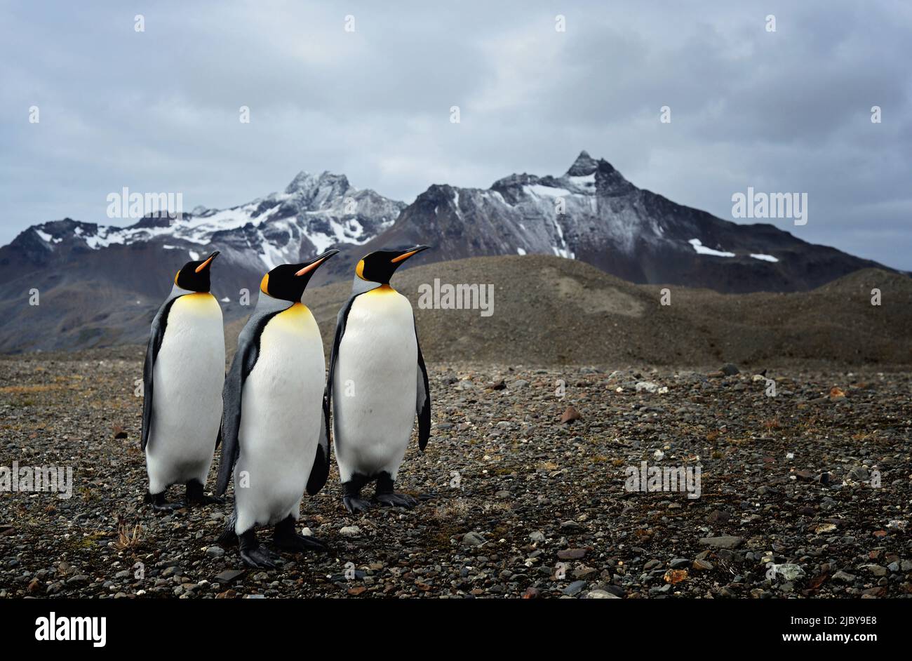 King penguins in South Georgia (Aptenodytes patagonicus) Stock Photo