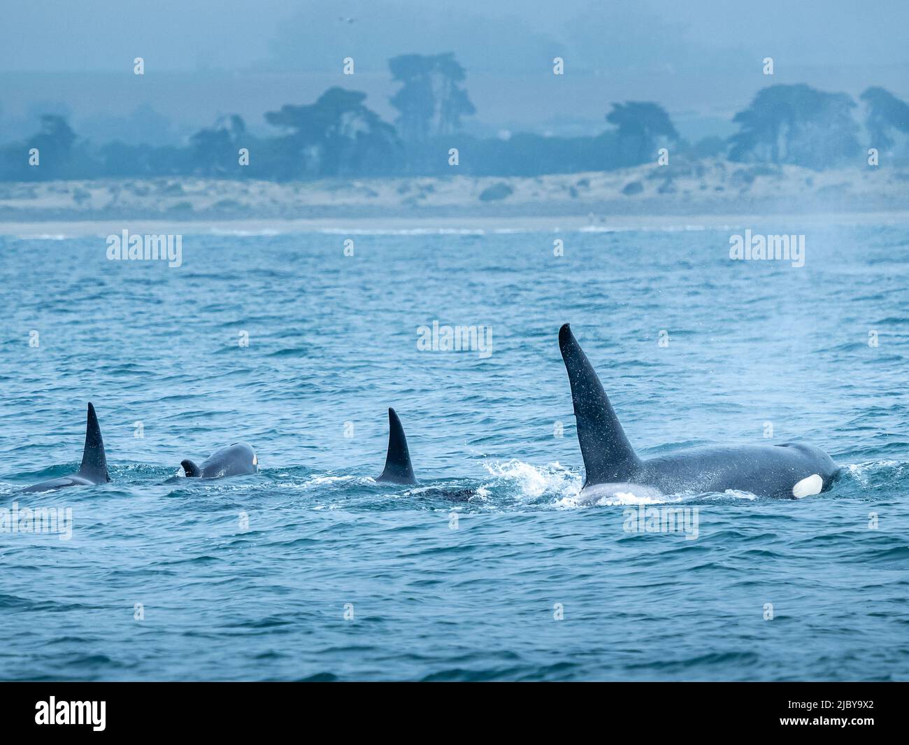 Orca family, Transiant Killer Whales (Orca orcinus) hunting in Monterey Bay, Monterey Bay National Marine Refuge, California Stock Photo