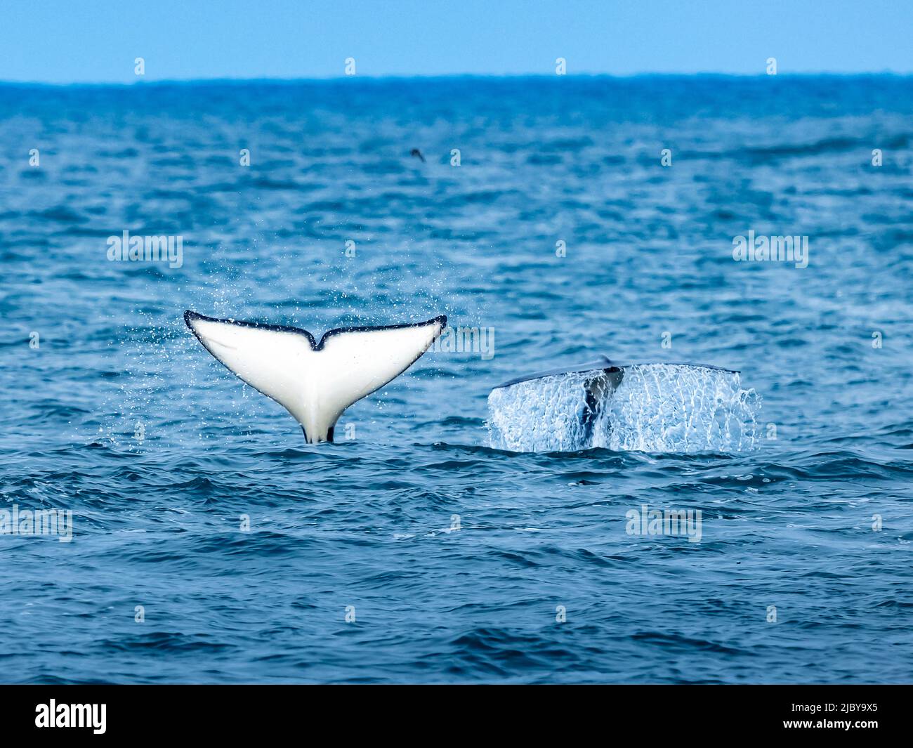 Twin Flukes, Transiant Killer Whales (Orca orcinus) hunting in Monterey Bay, Monterey Bay National Marine Refuge, California Stock Photo