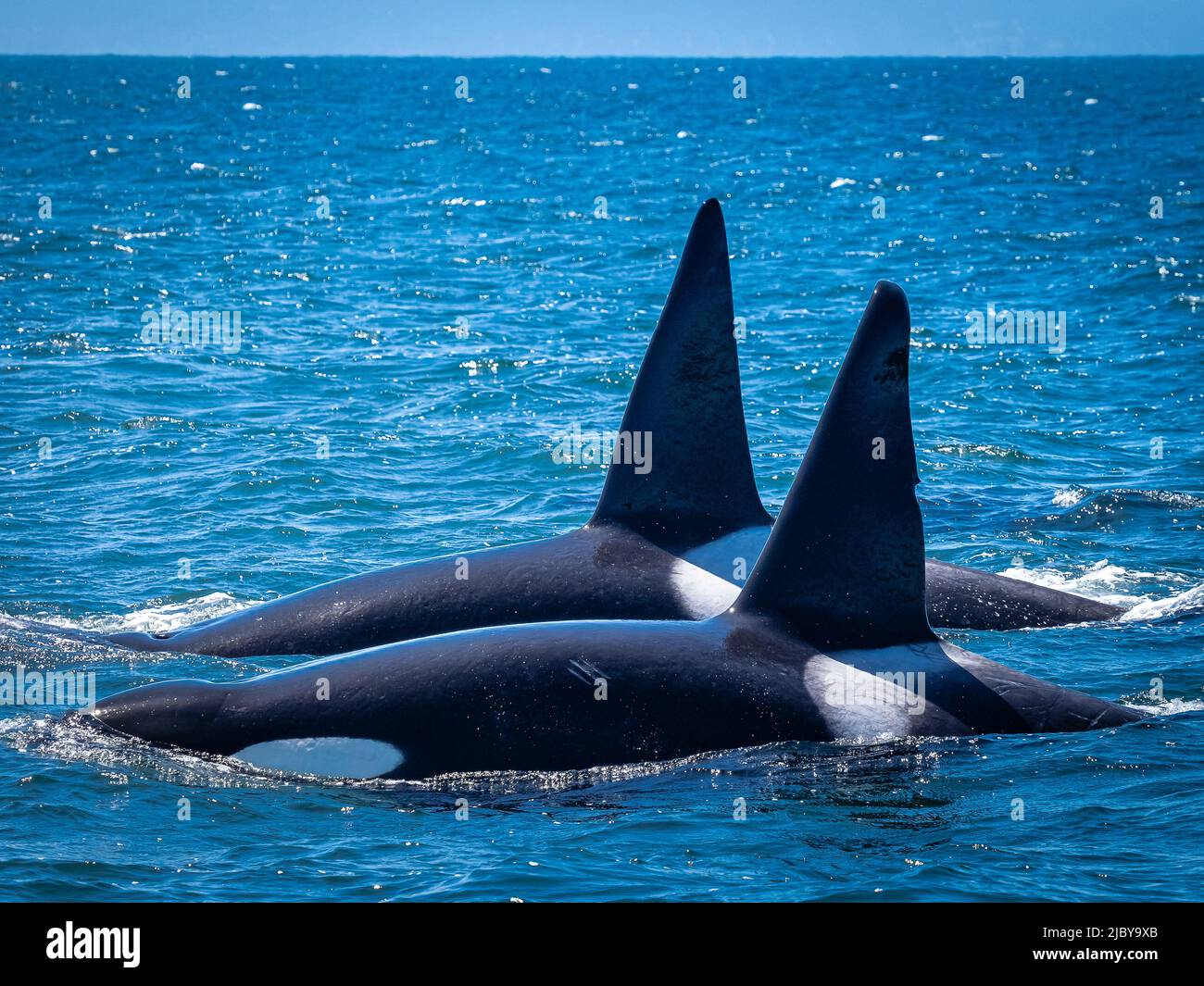 Twin dorsal fins of make Transiant Killer Whales (Orca orcinus) hunting in Monterey Bay, Monterey Bay National Marine Refuge, California Stock Photo