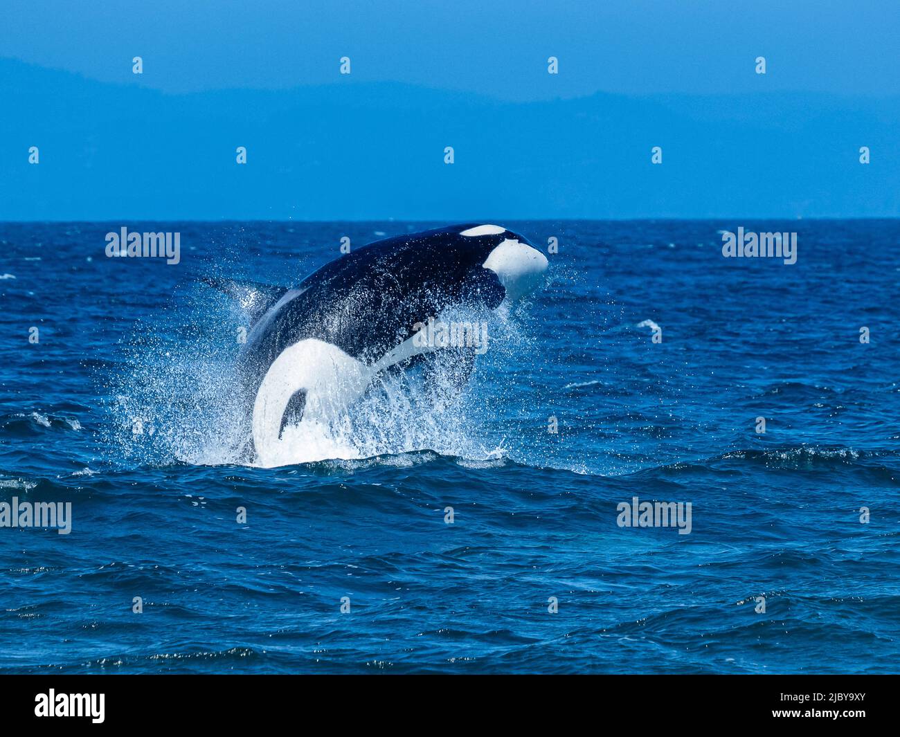 Sequence, Transiant Killer Whale (Orca orcinus) breaching in Monterey Bay, Monterey Bay National Marine Refuge, California Stock Photo