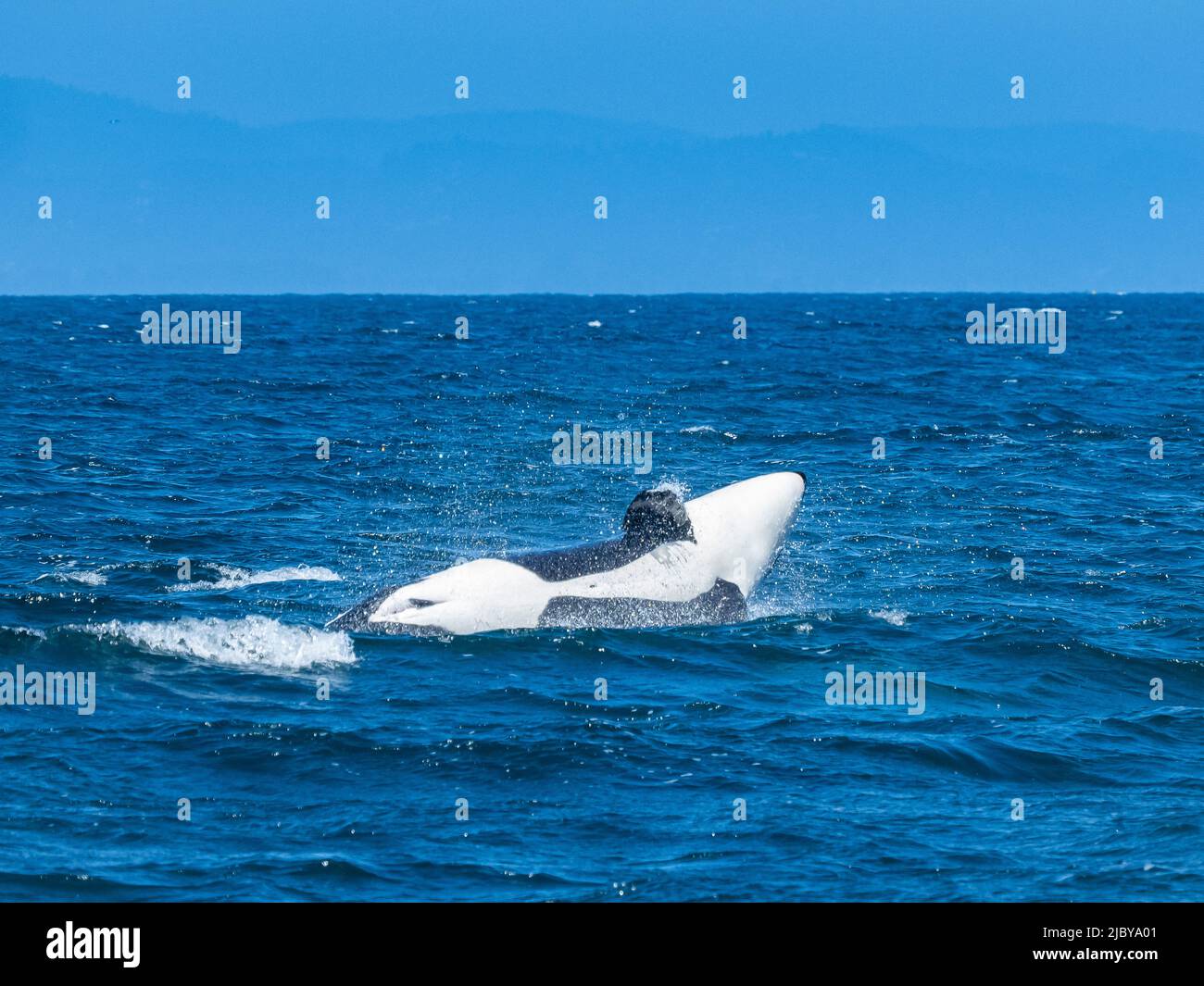 Sequence, Transiant Killer Whale (Orca orcinus) breaching in Monterey Bay, Monterey Bay National Marine Refuge, California Stock Photo