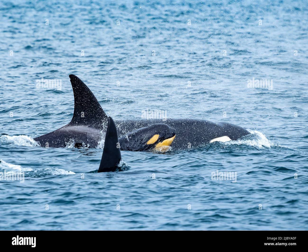 Young calf discolored by diatonsm Transiant Killer Whales (Orca orcinus) family pod in Monterey Bay, Monterey Bay National Marine Refuge, California Stock Photo