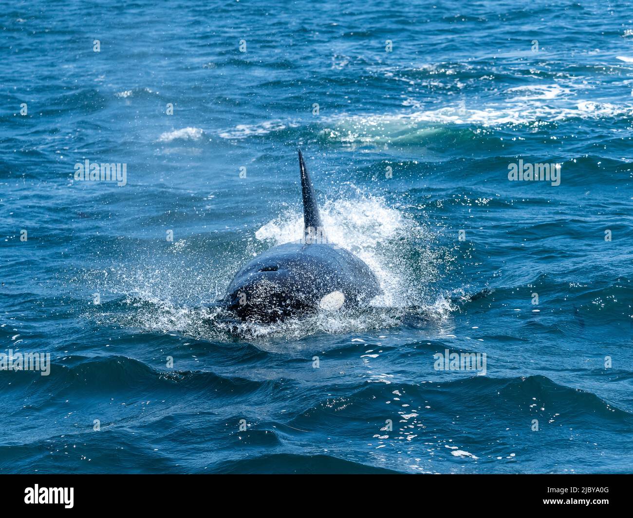 Female transiant Killer Whale (Orca orcinus) in Monterey Bay, Monterey Bay National Marine Refuge, California Stock Photo